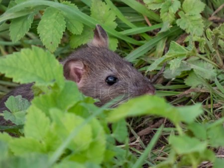 Téléchargez les photos : Gros plan du rat commun (Rattus norvegicus) avec une fourrure gris foncé et marron parmi les feuilles vertes en mettant l'accent sur l'œil noir - en image libre de droit