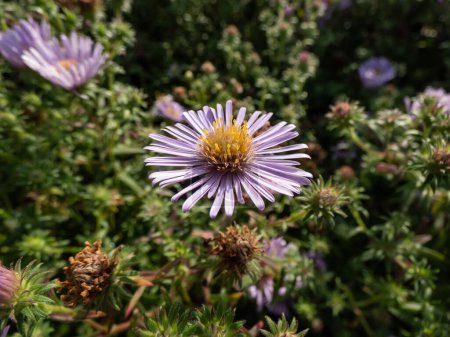Téléchargez les photos : Aster améthyste (Aster x amethystinus) avec tige floue et fleurs bleu azur à violet ou lavande, les fleurs du disque commencent à jaunir et deviennent violettes en automne - en image libre de droit