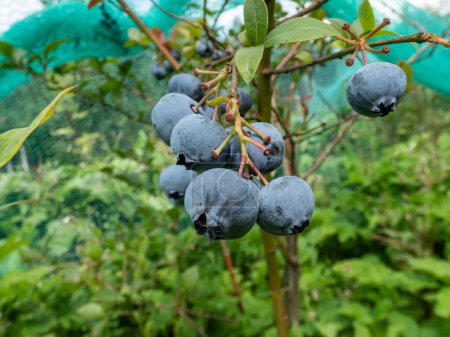 Photo for Close-up shot of big, ripe cultivated blueberries or highbush blueberries growing on branches of blueberry bush surrounded with green leaves in the garden - Royalty Free Image