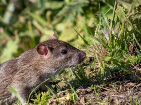 Foto de Primer plano de la rata común (Rattus norvegicus) con pelaje gris oscuro y marrón entre las hojas verdes con enfoque en el ojo negro - Imagen libre de derechos