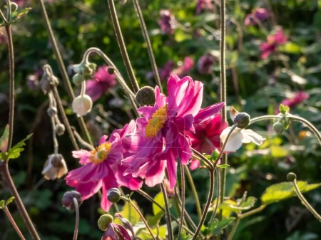 Foto de Primer plano de la anémona japonesa (Anemone hybrida) 'Pamina' floreciendo con flores grandes, dobles, rosadas profundas, en forma de copa en el jardín - Imagen libre de derechos