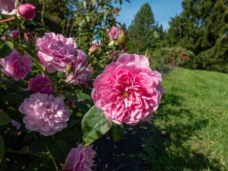 Téléchargez les photos : Gros plan du rosier arbustif anglais (rosa) 'Harlow Carr' floraison avec des fleurs de formation parfaite avec des tasses peu profondes du rose moyen le plus pur dans le jardin en été - en image libre de droit