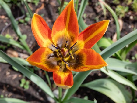 Photo for Close-up shot of Tulipa Vitali Master flowering with red orange tulip with dark center in spring - Royalty Free Image