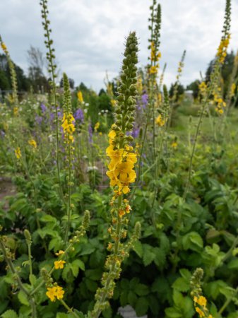 Photo for Close-up shot of the Common grimony, church steeples or sticklewort (agrimonia eupatoria) flowering with long, spike-like racemose yellow flowers - Royalty Free Image