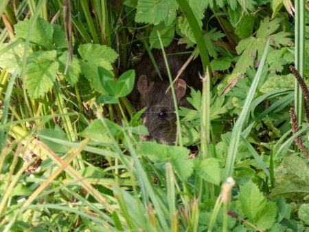 Photo for Close-up shot of the Common rat (Rattus norvegicus) with dark grey and brown fur among green leaves with focus on black eye - Royalty Free Image