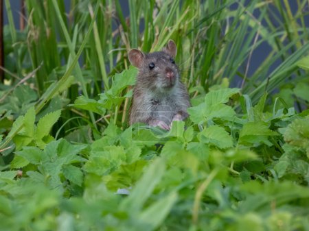 Foto de Primer plano de la rata común (Rattus norvegicus) con pelaje gris oscuro y marrón de pie con las patas en el aire entre las hojas verdes - Imagen libre de derechos