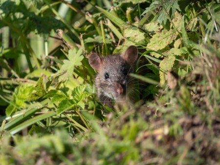 Téléchargez les photos : Gros plan du rat commun (Rattus norvegicus) avec une fourrure gris foncé et marron parmi les feuilles vertes en mettant l'accent sur l'œil noir - en image libre de droit
