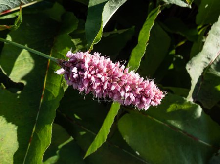 Foto de Primer plano de la flor Bistort o snakeweed (Persicaria bistorta) 'Superbum' con espigas de suaves flores rosadas sobre grupos de hojas verdes ricas - Imagen libre de derechos