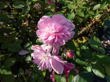 Téléchargez les photos : Gros plan du rosier arbustif anglais (rosa) 'Harlow Carr' floraison avec des fleurs de formation parfaite avec des tasses peu profondes du rose moyen le plus pur dans le jardin en été - en image libre de droit