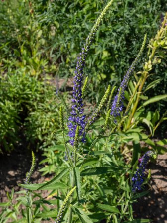Photo for Close-up shot of the Longleaf or garden speedwell (Veronica longifolia) flowering with purple flowers in the garden in summer - Royalty Free Image