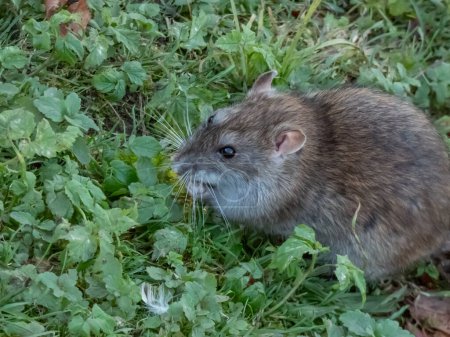 Foto de Primer plano de la rata común (Rattus norvegicus) con pelaje gris oscuro y marrón en hierba verde. Paisajes de vida silvestre - Imagen libre de derechos