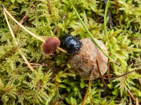 Hermoso macroplano de tierra brillante aburrido estiércol-escarabajo - (Geotrupes stercorarius) arrastrándose por el suelo del bosque en un pequeño hongo entre el musgo verde
