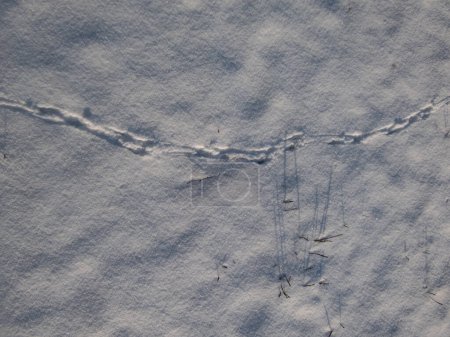 Photo for Footprints of small passerine bird on the ground in snow jumping in search of food in bright sunlight in winter. Winter scenery - Royalty Free Image