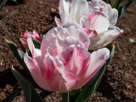 Téléchargez les photos : Double tulipe primée 'Foxtrot' fleurissant avec des fleurs rose foncé, rose et blanc aux reflets blancs chatoyants et aux nervures médianes vert variable dans le jardin - en image libre de droit