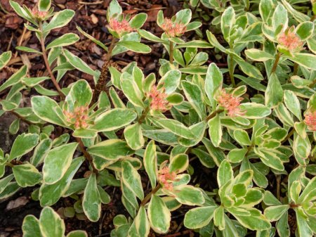 Photo for Orange Stonecrop (Sedum kantschaticum) 'Variegatum' - low growing, mat-forming perennial with fleshy, spoon-shaped leaves delicately margined with creamy white blooming with small starry flowers - Royalty Free Image