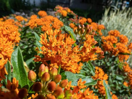 Foto de La Mariposa Maleza (Asclepias tuberosa) creciendo en el jardín y floreciendo con amplias umbelas de flores anaranjadas en verano - Imagen libre de derechos