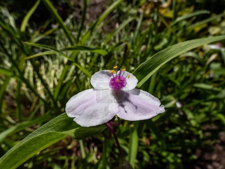 Téléchargez les photos : Macro shot of the spiderwort (Tradescantia virginiana or Tradescantia x andersoniana) 'Temptation' flowering with three-petalled soft pink flowers with a pink centre and yellow stamens in summer - en image libre de droit