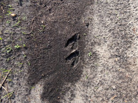 Photo for Close-up of footprints of roe deer (Capreolus capreolus) in deep and wet mud in the ground. Tracks of animals on a walking trail in the countryside in bright sunlight - Royalty Free Image