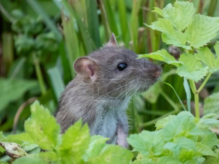 Téléchargez les photos : Gros plan du rat commun (Rattus norvegicus) avec une fourrure gris foncé et brune dans l'herbe parmi les feuilles vertes - en image libre de droit
