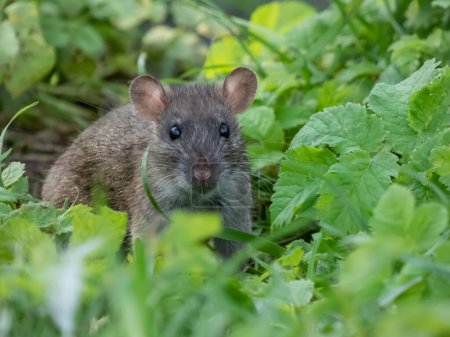Foto de Primer plano de la rata común (Rattus norvegicus) con pelaje gris oscuro y marrón en la hierba entre hojas verdes - Imagen libre de derechos
