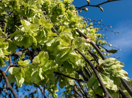 Téléchargez les photos : Gros plan du samara (samarae) de l'orme Wych ou écossais (Ulmus glabra) sur les branches parmi les feuilles vertes au début du printemps - en image libre de droit