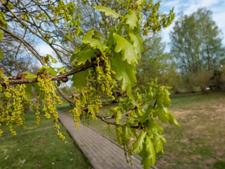 Foto de Primer plano de las flores de roble pedunculado (Quercus robur) y las hojas de color verde brillante a principios de primavera. Floración de roble con flores pequeñas - Imagen libre de derechos