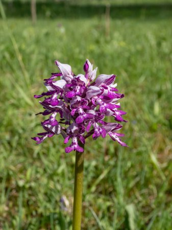 Foto de Orquídea militar (Orchis militaris) con la inflorescencia que forma un cono denso púrpura que consta de muchas flores: un color lila en el exterior y un color púrpura veteado en el interior. - Imagen libre de derechos