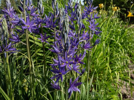 Foto de Primer plano de las Grandes camas o camas grandes (Camassia leichtlinii) que florecen con espigas de flores azules en forma de estrella con anteras amarillas a través de hojas herbáceas en un jardín en verano - Imagen libre de derechos