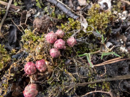 Photo for Close-up shot of pink golden root or rose root (Rhodiola rosea) plant starting to emerging from the root with small, pink buds in spring - Royalty Free Image