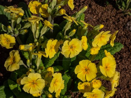 Le polyanthus primevère ou faux oxlip (Primula polyantha) 'Lutea' pousse et fleurit avec des fleurs jaunes au printemps