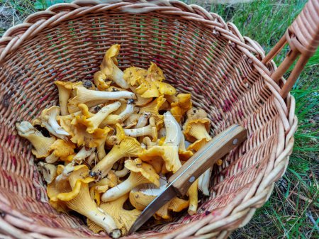 Wooden basket full with mushrooms, mainly Chanterelle on the forest ground among forest vegetation. Mushroom picking tradition. Outdoor nature scenery