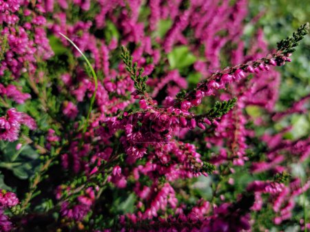 Primer plano del brezo común, ling, o simplemente brezo (Calluna vulgaris) 'Carmen' floreciendo con flores rosadas profundas a la luz del sol brillante en otoño