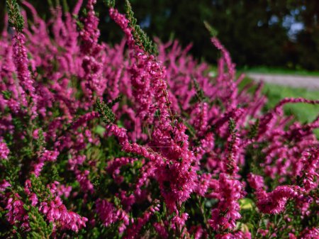 Close-up shot of the Common heather, ling, or simply heather (Calluna vulgaris) 'Carmen' flowering with deep pink flowers in bright sunlight in autumn