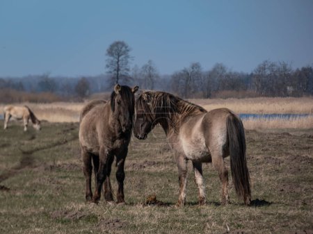 Grey semi-wild Polish Konik horses with winter fur with blue river in background in a floodland meadow. Wildlife scenery. Wild horse reintroduction