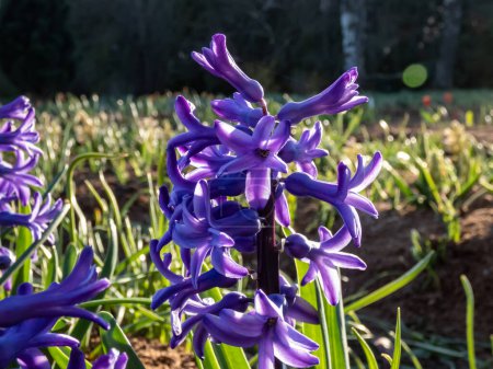 Close-up shot of the Hyacinthus orientalis  'Doctor Lieber' flowering with bell-shaped flowers with recurved petals borne in racemes in spring