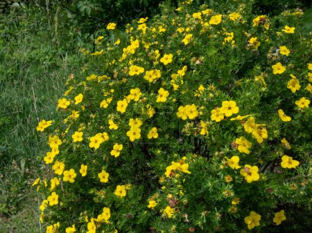 Strauch-Fingerkraut (Pentaphylloides fruticosa) 'Dacota-Sonnenfleck' mit hellgrünem Laub, das den ganzen Sommer über mit tiefgoldenen Blüten blüht