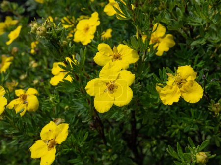 Cinquefoil arbustif (Pentaphylloides fruticosa) 'Dacota sunspot' au feuillage vert vif fleurissant avec des fleurs dorées profondes tout l'été