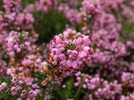 Kornische Heide oder Wanderheide (Erica vagans) 'Pyrenäen Rosa' mit dunkelgrünem Laub mit langen Trauben tiefrosa Blüten, die im Sommer zu weiß verblassen