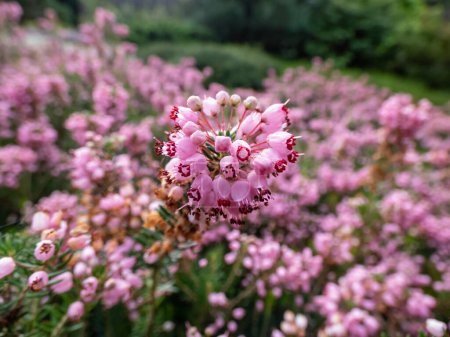 Kornische Heide oder Wanderheide (Erica vagans) 'Pyrenäen Rosa' mit dunkelgrünem Laub mit langen Trauben tiefrosa Blüten, die im Sommer zu weiß verblassen
