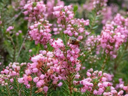 Cornish heath or wandering heath (Erica vagans) 'Pyrenees Pink' with dark green foliage flowering with long racemes of deep pink flowers that fade to white in summer