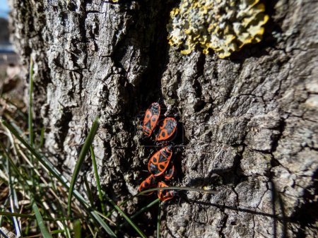 Nahaufnahme einer Gruppe ausgewachsener roter und schwarzer Feuerwanzen (Pyrrhocoris apterus) im zeitigen Frühjahr, die ein Aggregationsverhalten am Boden in der Nähe des Baumes zeigen