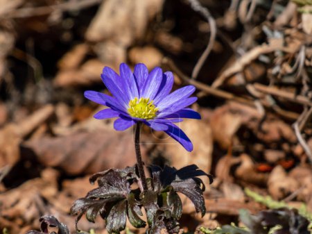 Close-up of the daisy-like flower the Balkan anemone, Grecian windflower or winter windflower (Anemone blanda or Anemonoides blanda) 'Enen' blooming in bright sunlight in rock garden in early spring