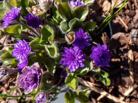Macro shot de cultivar Hepatica nobilis 'Walter Otto' con flores completamente dobles de color azul púrpura floreciendo en el jardín a la luz del sol