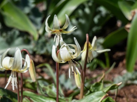 Close-up shot of the fawn lily or white trout lily (Erythronium californicum of oreganum) 'White Beauty' with white, large flower with recurved, pointed petals and orange markings