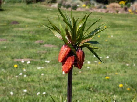 Kaiserkrone, Kaiserkrone oder Kaiserkrone (Fritillaria imperialis), die oben am Stiel eine nach unten gerichtete orange-rote Blüte trägt, gekrönt von kleinen Blättern, die im Frühling blühen