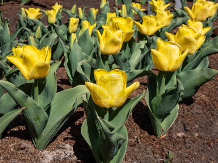 Tulip Ice Lolly blooming with bright yellow flowers with shades of hot red at the base in the garden in bright sunlight in spring