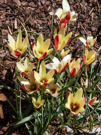 Nahaufnahme der schönen zweifarbigen blassgelben Blüten der zartrosa-roten Tulpendame (Tulipa clusiana) 'Cynthia' im hellen Sonnenlicht