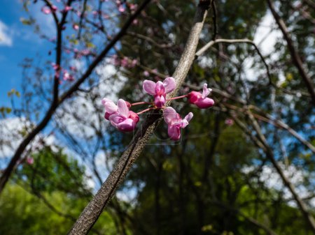 Nahaufnahme der Knospen und Blüten der Östlichen Rotbude (Cercis canadensis). Die Blüten sind auffällig, hell bis dunkelmagentarosa auf nackten Stängeln, bevor die Blätter erscheinen