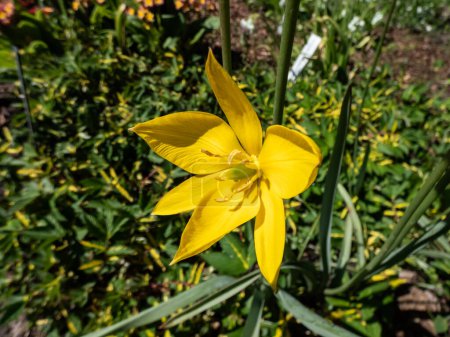 Nahaufnahme einer duftenden, wilden Tulpe oder Waldtulpe (Tulipa sylvestris) mit hellen, butterblumengelben Blüten mit einer nach außen verlaufenden grünen Rippe und spitzen Blütenblättern, die im Garten blühen