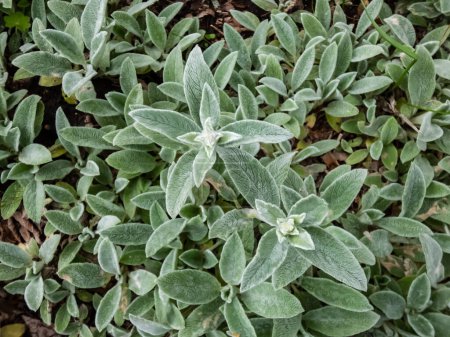 Lamb's ear (Stachys byzantina) 'Silver Carpet'. Evergreen carpeting perennial, dense mat of grey-white, soft, woolly foliage with elliptic leaves forming a striking ground cover after rain